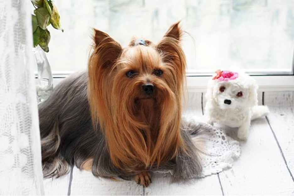 Yorkshire Terriers: Small Body, BIG Attitude!