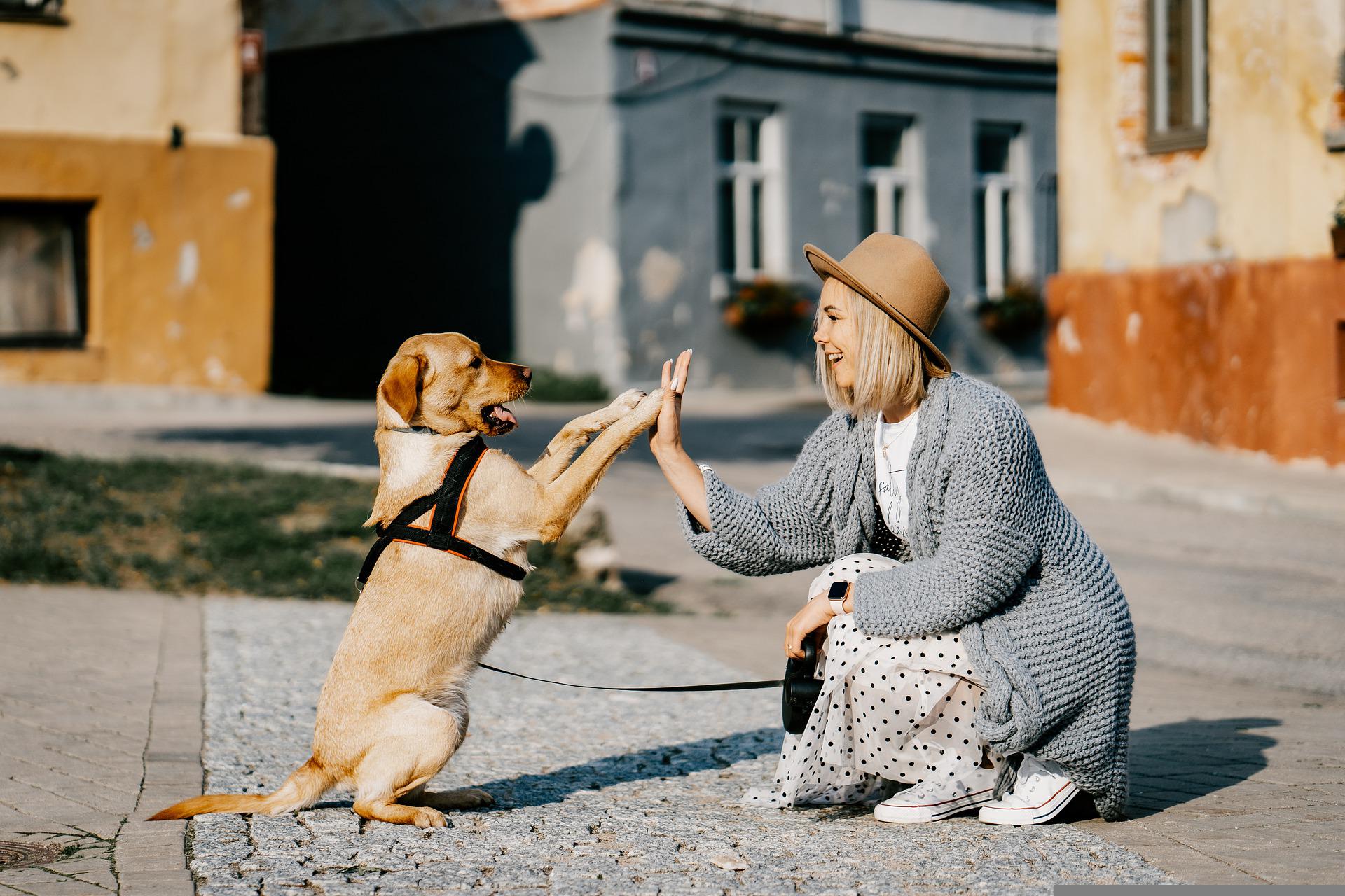 How To Reduce Your Dog's Anxiety During Travel 🐾